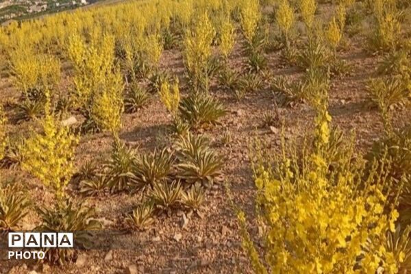 ارتفاعات شهر بار ذخیره‌گاه گیاهان دارویی کمیاب-۲