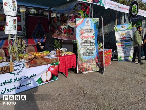 اولین جشنواره سیب در شیروان