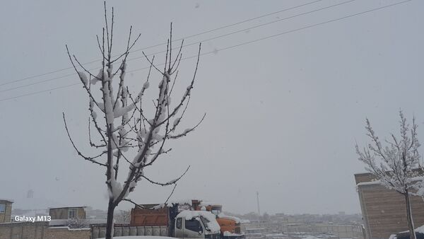 عروس فصل‌ها باری دیگر مهمان شهرستان بن