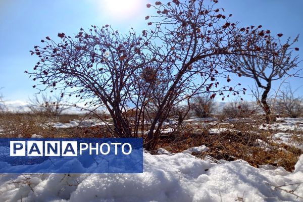رد پای برف در باغات نهضت آباد اصفهان