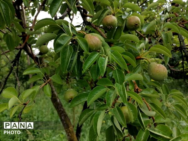 بارش شدید باران در اواخر خرداد ماه در شهر بار 