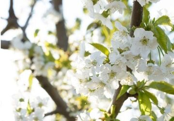 صدای پای بهار