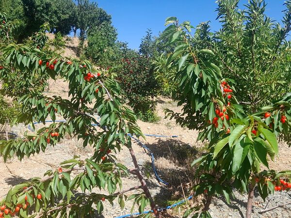 میوه‌های خوش‌رنگ و لعاب بهاری در روستای مارکده