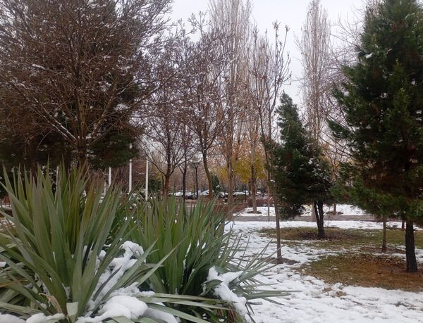 بارش برف در شهر زیبای مشهد 