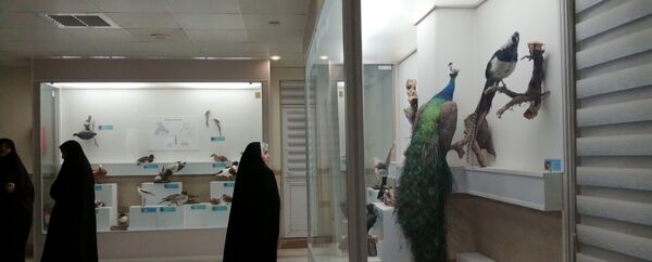 جشنواره «شاد دخت» در قم