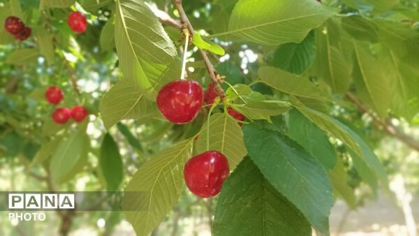 برداشت گیلاس از باغات و تصاویر زیبا از طبیعت سرسبز شهربار 