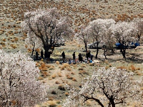 ۱۳ بدر :جشن طبیعت و نشاط در دل بهار