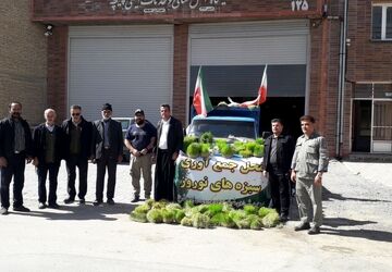 جمع آوری سبزه های نوروزی توسط همیاران طبیعت