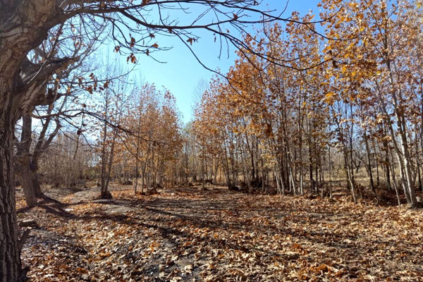 خزان زیبا در کوچه باغ‌های شهر بهمن