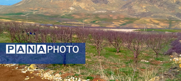 طبیعت بهاری، فرصتی برای سرزندگی روح 