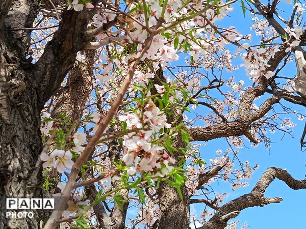 رویش شکوفه های امید در فصل بهار روستای برزنون 