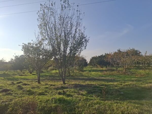 جنگل‌های هیرکانی کردکوی