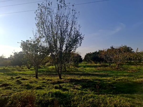 جنگل‌های هیرکانی کردکوی