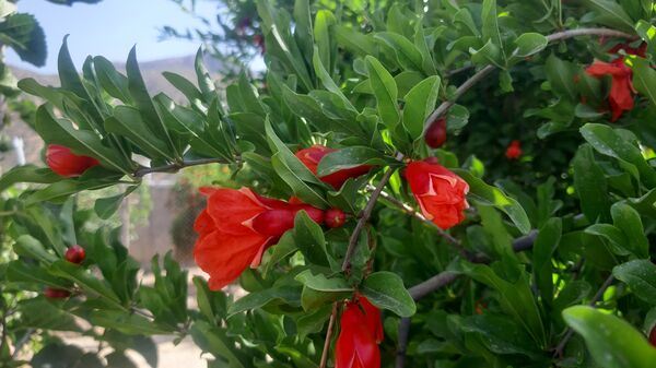 میوه‌های رنگارنگ در لردگان 