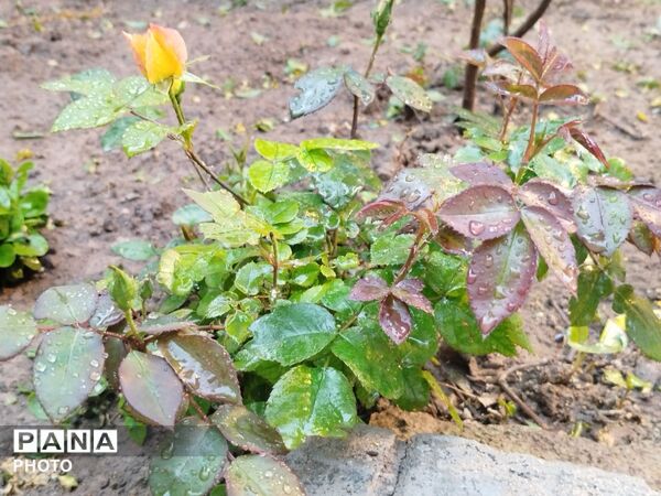 بارش رحمت الهی همراه با تگرگ در شهرستان نیشابور 