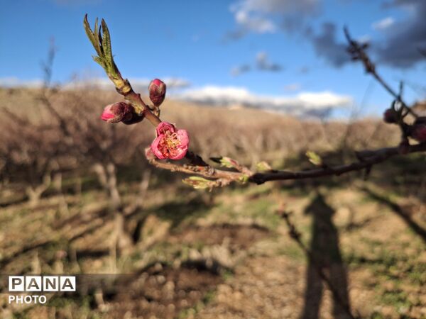 چهره بهاری شهرستان سامان