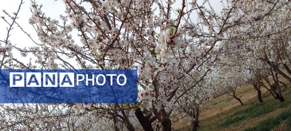 شکوفه‌ها در فصل بهار
