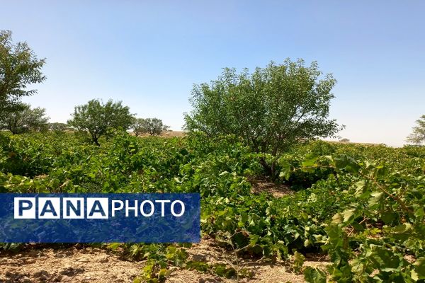 آغاز فصل برداشت انگور از باغات روستای گزکوه فاروج