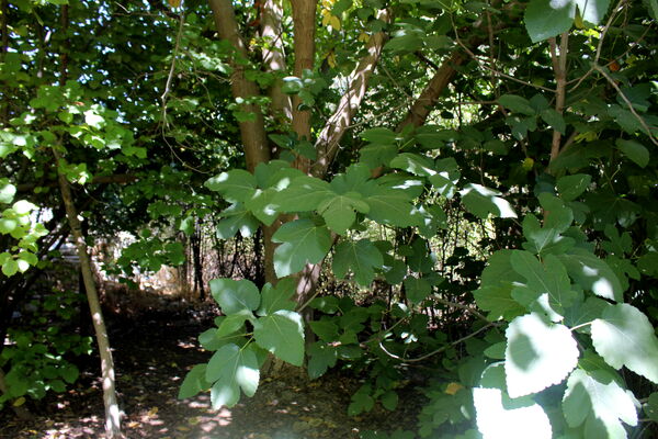 روستای کریک، ماسوله جنوب