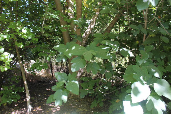 روستای کریک، ماسوله جنوب