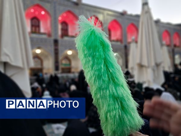 کبوتر حرم مشهد مقدس