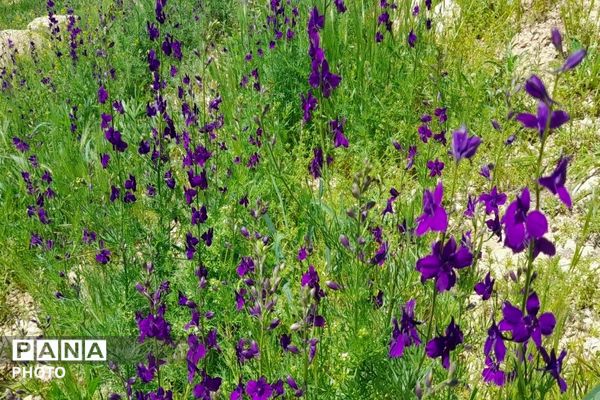 آلبوم تصویری از طبیعت زیبای شهر بار در اردیبهشت‌ماه  ۱۴۰۵ـ۲