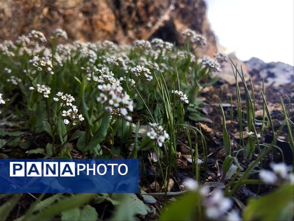 سیزده بدر، نقاشی رنگارنگ طبیعت را بر بوم تصاویر رقم زد