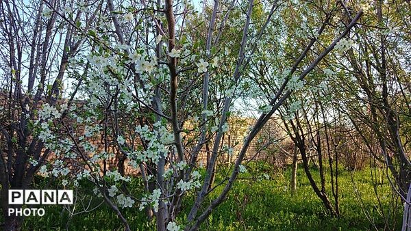 رویش شکوفه ها در روستای کابلی 