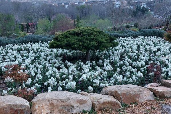 باغ گل ها در شهر گل ها شیراز