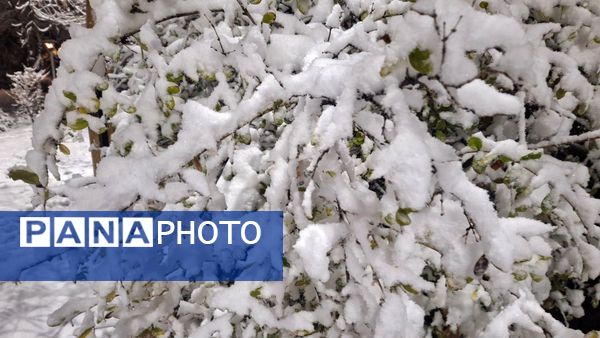 پارک‌های شهر مشهد در آغوش برف