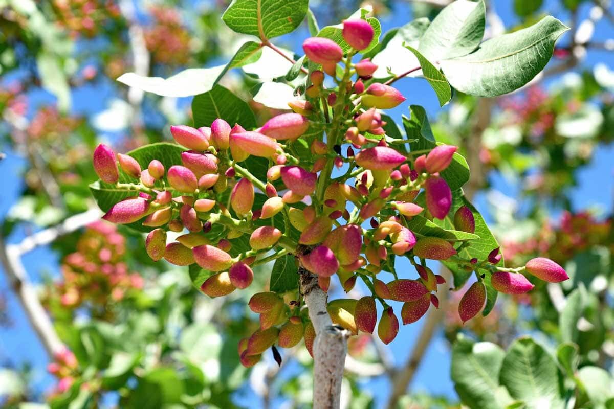 پایش مزارع پسته با تصاویر ماهواره‌ای؛ چالش دسترسی به داده‌های زمینی و منابع علمی خارجی