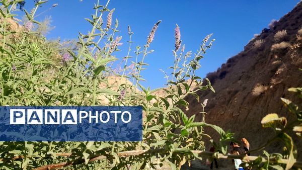 روستای برد‌زرد نگینی غریب در شهرستان لنده
