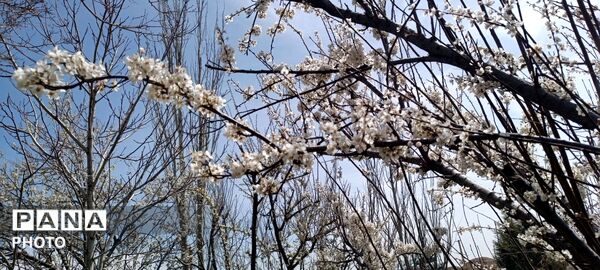  زیبایی‌های بهاری طبیعت همدان