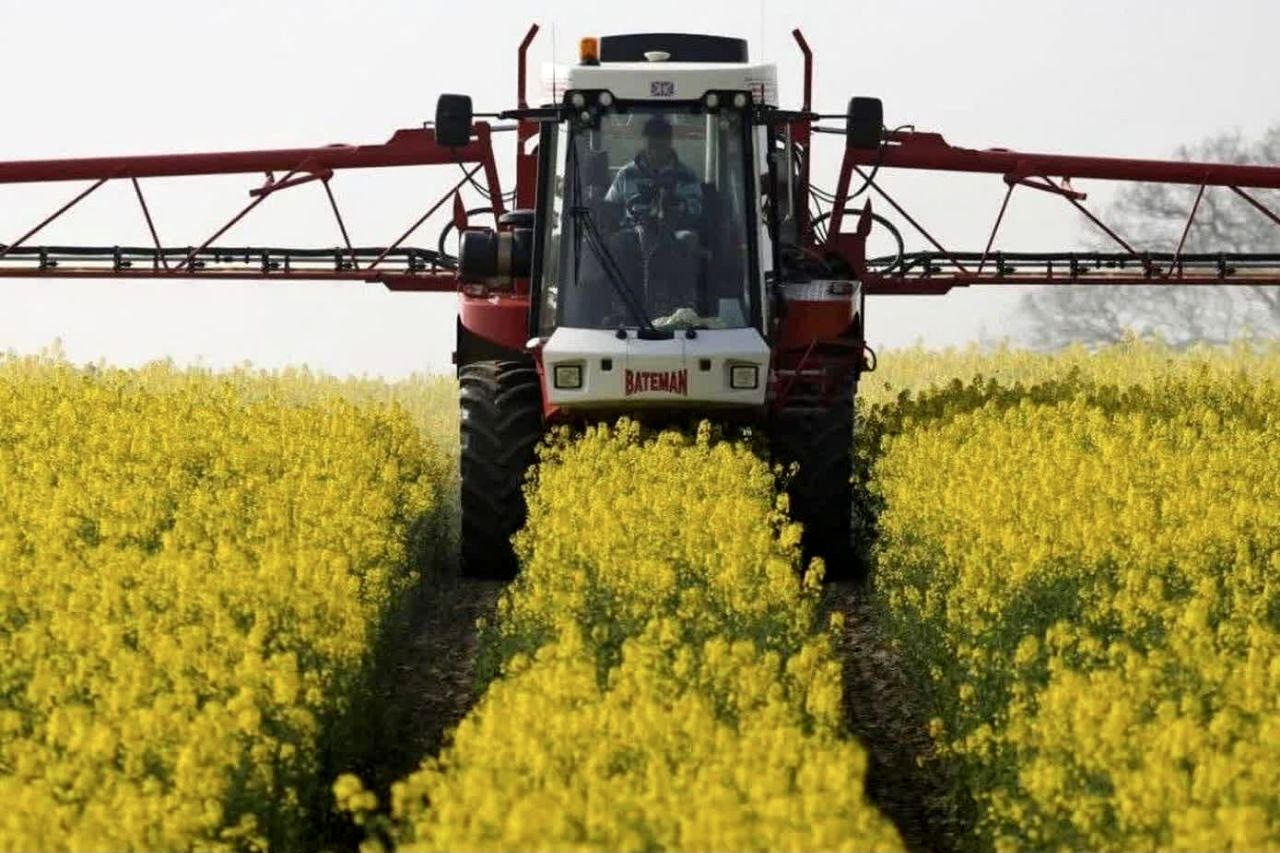 تولید 5500 تن دانه های روغنی در استان آذربایجان شرقی 