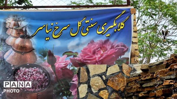 آخرین روزهای فصل گلاب‌گیری در کاشان؛ از دیگ‌های مسی تا شیشه‌های گلاب