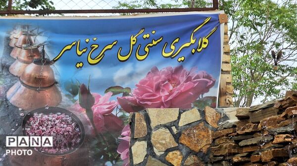 آخرین روزهای فصل گلاب‌گیری در کاشان؛ از دیگ‌های مسی تا شیشه‌های گلاب