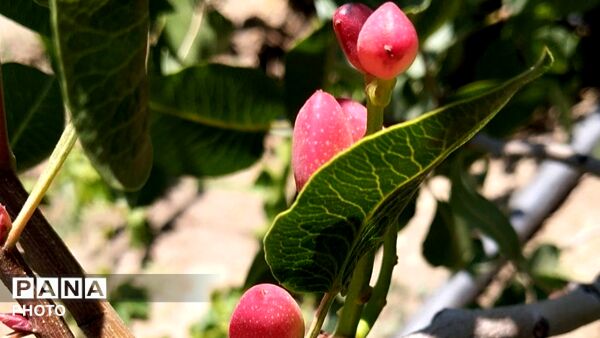 طبیعت هدیه ماندگار زندگی