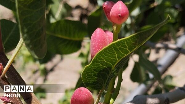 طبیعت هدیه ماندگار زندگی