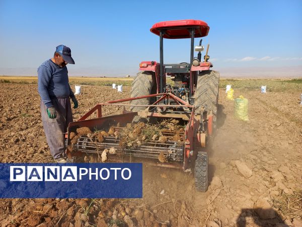 برداشت محصول سیب زمینی در روستای داغیان