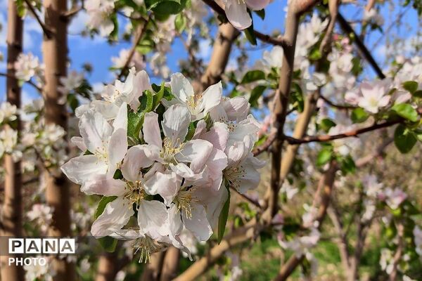 آلبوم تصویری از طبیعت زیبای شهر بار در اردیبهشت‌ماه  ۱۴۰۵ -1