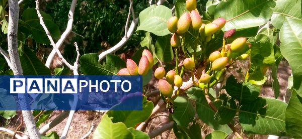 آغاز فصل چیدن؛ باغ‌های جلگه رخ میزبان میوه‌های تابستانی 