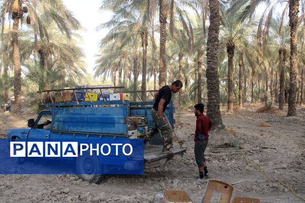 برداشت خرما در منطقه آبپخش