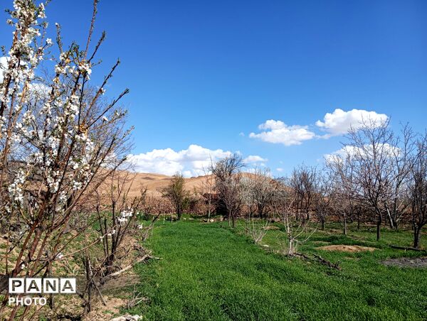 شکوفه دادن درختان روستای فیروزه