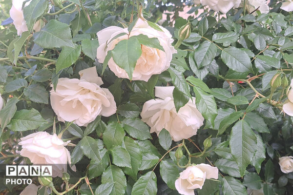 گل‌های زیبای بهاری