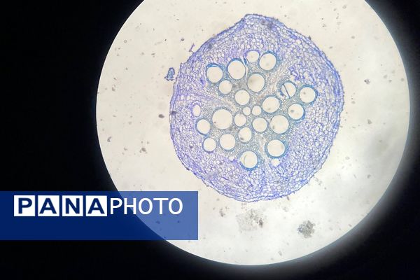 گامی در مسیر کشف حقیقت