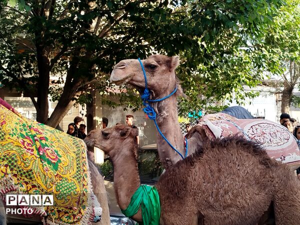 دسته بنی اسد در کاشمر 