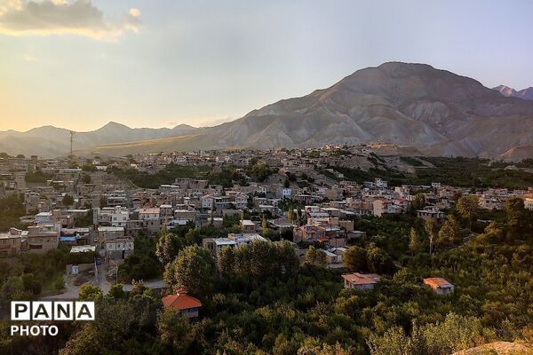 فصل چیدن یاقوت های چشم نواز در شهر بار نیشابور-۲ 