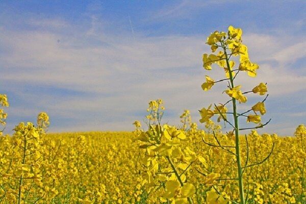 کشاورزان به کشت دانه‌های روغنی روی بیاورند/ کلزا مصرف آب کمتری نسبت به گندم دارد