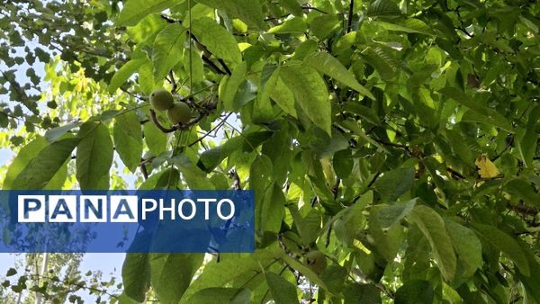 مارکده، سرزمین طلایی بادام و گردو؛ گنجینه‌ای از طعم و سنت در دل سامان