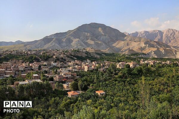 فصل چیدن یاقوت های چشم نواز در شهر بار نیشابور-۱
